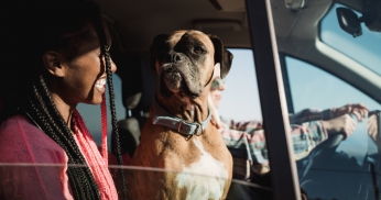 Driving with pets and car insurance: what you should know